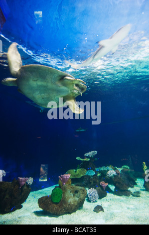 Vancouver Aquarium Marine Science Centre, au parc Stanley, Vancouver British Columbia Canada Banque D'Images