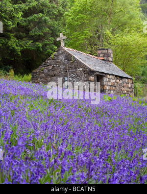 Domaine de jacinthes en face de l'église Saint John's, North Ballachulish, Ecosse Banque D'Images