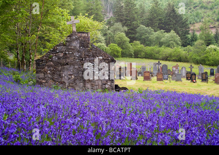 Domaine de jacinthes en face de l'église Saint John's, North Ballachulish, en Écosse. Banque D'Images