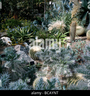 Jardin des cactus - Royal Botanic Gardens, Kew, Richmond, Surrey Banque D'Images