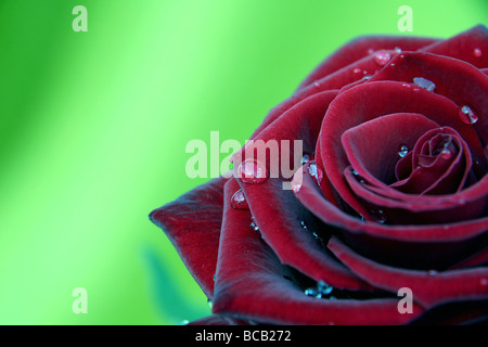 Rose rouge avec au fil de l'eau, Macro, Photo Banque D'Images