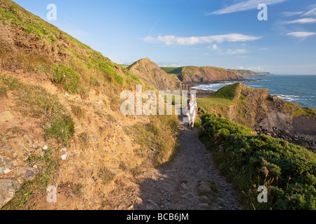 Dans l'homme d'âge moyen 50 ans marchant à Hartland Quay sur le sentier du littoral de la bouche de Speke Patrimoine North Devon Coast England UK GO Banque D'Images