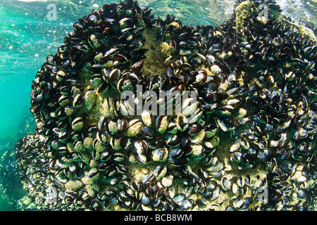 La moule bleue Mytilus edulis de mollusques bivalves marins comestibles sur des rochers Mytilidae Cornwall UK Banque D'Images