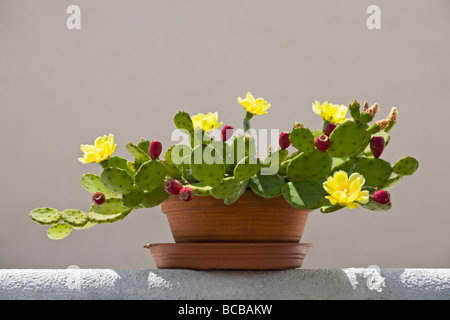 Une langue du diable (Opuntia humifusa) en fleurs et des fruits. Cactus (Opuntia humifusa) en fleurs et en fruits. Banque D'Images