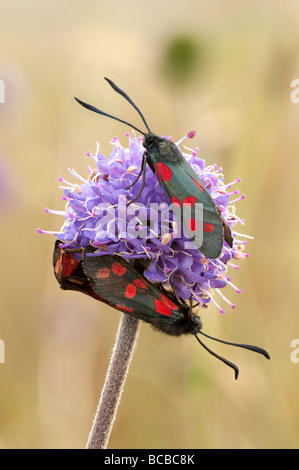 Six-spot burnet papillons sur Devil's bit scabious Banque D'Images