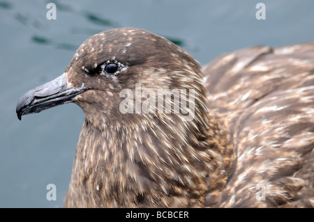 Portrait d'un grand labbe (Catharacta skua). Banque D'Images