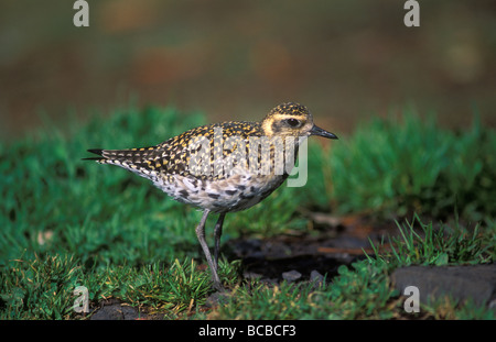 Libre d'un pluvier fauve (Pluvialis fulva). Banque D'Images