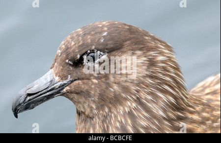 Portrait d'un grand labbe (Catharacta skua). Banque D'Images