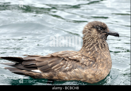 Grand Labbe (Catharacta skua). Banque D'Images