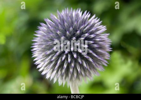 Globe thistle - Trachycarpus fortunei Banque D'Images