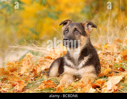 Peu l'Allemand Shephard de chien dans un paysage d'automne Banque D'Images