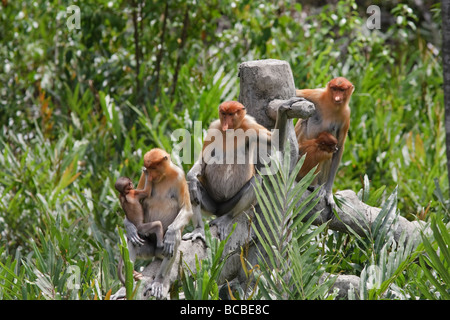 Famille de singes proboscis (Nasalis larvatus) assis dans un tronc d'arbre. Espèces en voie de disparition à Kinabatang, Bornéo, Sabah, Malaisie Banque D'Images