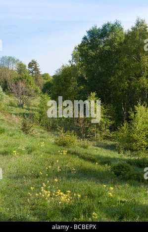 Duc de Bourgogne Hamearis lucina ' habitat typique Edge Gloucestershire commun Banque D'Images