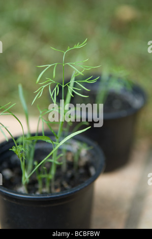 Fennell bébé ( Foeniculum vulgare ) semis dans des pots dans un jardin urbain, UK Banque D'Images