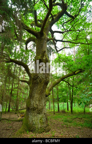 Personnes âgées et Mossy Oak dans la forêt Mazurie Pologne aRGB Banque D'Images