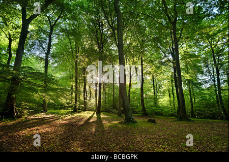 À l'aube dans un bois de hêtre de Cotswold Banque D'Images