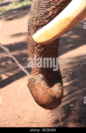 L'éléphant indien en captivité au Kerala Banque D'Images