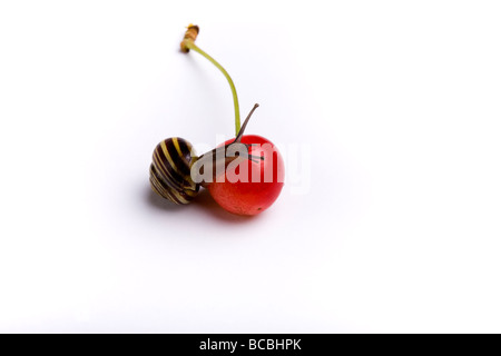 Petite cerise rouge juste tombé d'un arbre studio shot contre fond blanc avec Randy garden snail équilibrant sur le dessus de la cerise Banque D'Images