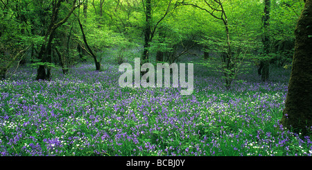 Les Bluebell wood près de Meldon dans Devon humide Banque D'Images