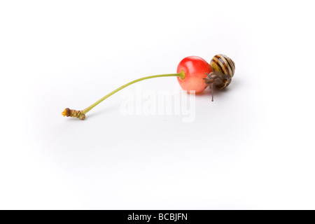 Petite cerise rouge juste tombé d'un arbre studio shot contre fond blanc avec Randy garden snail équilibrant sur le dessus de la cerise Banque D'Images