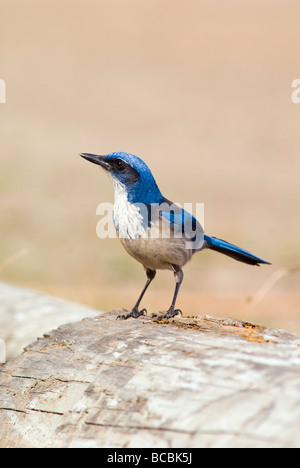 Scrub Island Jay (Aphelocoma insularis) au port de prisonniers. Banque D'Images