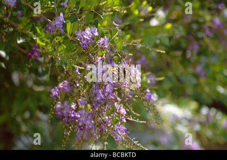 Murga New South Wales Australie papillon sur les fleurs Banque D'Images