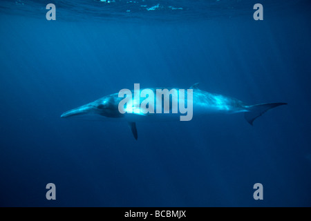 Baleine de Minke Banque D'Images