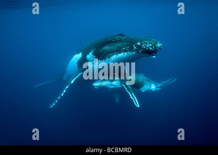 Baleines à bosse Banque D'Images