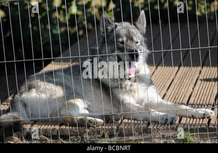 X husky couché au soleil. Banque D'Images