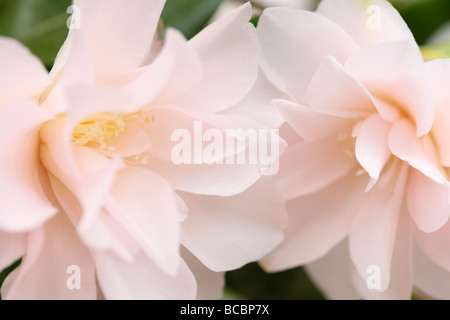 Un avant-goût de printemps avec fleurs de camélia fine art photography Photographie Jane Ann Butler JABP477 Banque D'Images