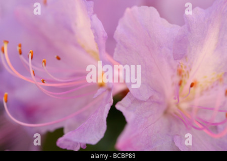 Couleurs douces et éthérées de fleurs d'azalées élégante fine art photography Photographie Jane Ann Butler JABP490 Banque D'Images
