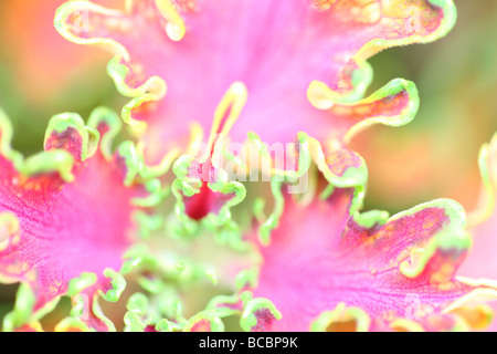 Belles feuilles multicolores coléus fine art photography Photographie Jane Ann Butler JABP487 Banque D'Images