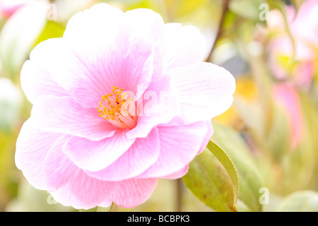 Une douce caresse de printemps agrumes le joli camellia fine art photography Photographie Jane Ann Butler JABP484 Banque D'Images