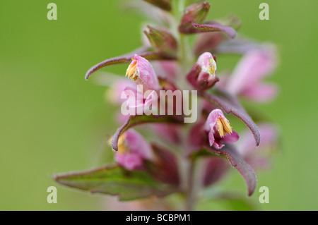 Red Bartsia (Odontites vernus) Banque D'Images