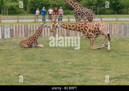 Les Girafes Giraffa camelopardalis girafe Banque D'Images