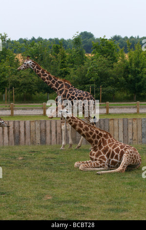 Girafe Giraffa camelopardalis Banque D'Images