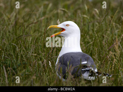 Moindre Goéland marin (Larus fuscus) Banque D'Images