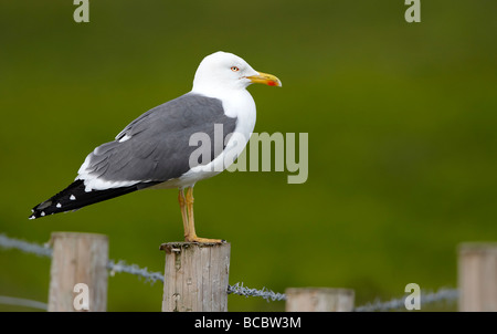 Moindre Goéland marin (Larus fuscus) Banque D'Images