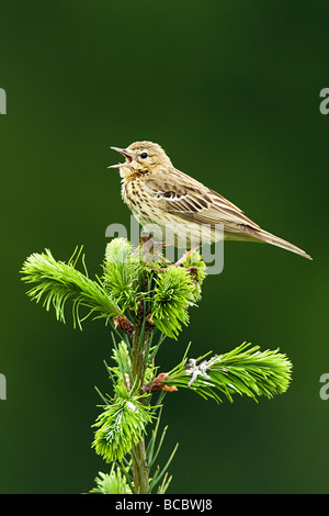 PIPIT des arbres (Anthus trivialis) chantant du haut du sapin Banque D'Images