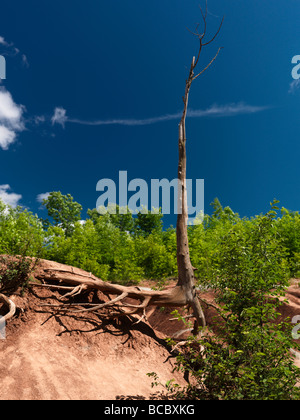 Arbre mort dans Badlands Banque D'Images