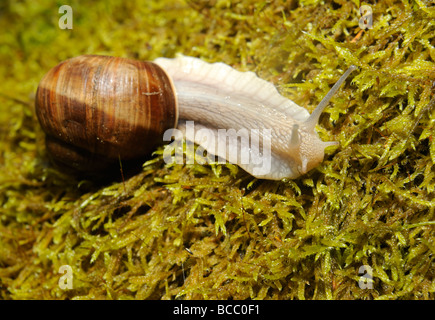 Escargots escargot sur mousse Banque D'Images