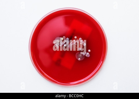 Les boîtes de Petri contenant des colonies de Staphylococcus epidermidis Bacillus & micrococcus Banque D'Images