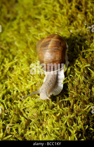 Escargots escargot sur mousse Banque D'Images