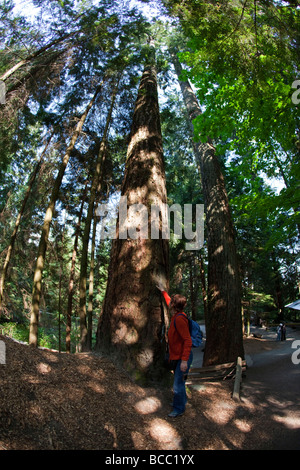 Lynn Canyon Grand Doug Douglas géant dans la pluie forêt près de Pont Suspendu de Capilano Vancouver Canada Amérique du Nord Banque D'Images