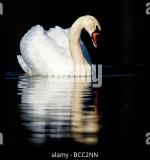 MUTE Swan (Cygnus olor) Banque D'Images