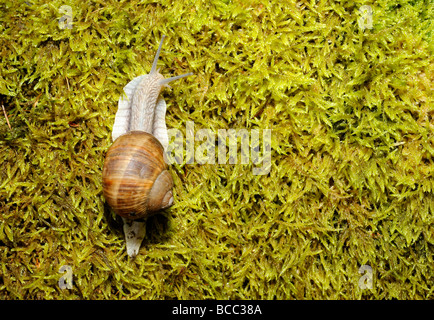 Escargots escargot sur mousse Banque D'Images