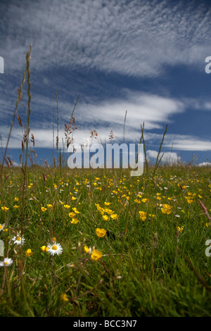 Renoncules renoncules et de longues herbes dans un pré en Irlande du Nord, County Down Irlande du Nord uk Banque D'Images