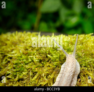 Escargots escargot sur mousse Banque D'Images