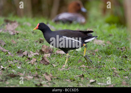 Gallinule poule-d'eau (Gallinula chloropus) sur terre Banque D'Images