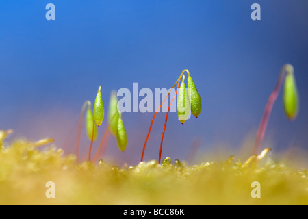 Extreme close up de minuscules spores moss nouveau tournage jusqu'au printemps sur journée ensoleillée Banque D'Images